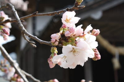桜と涙_d0151154_21501937.jpg